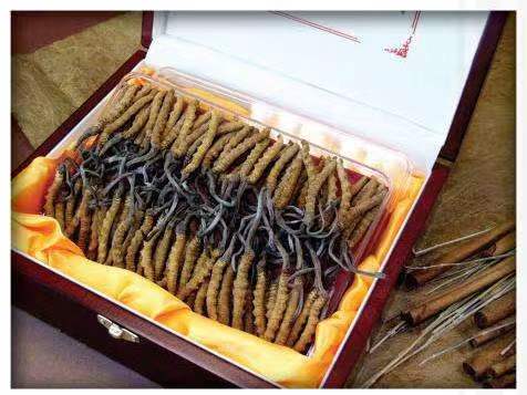 泾川冬虫夏草回收